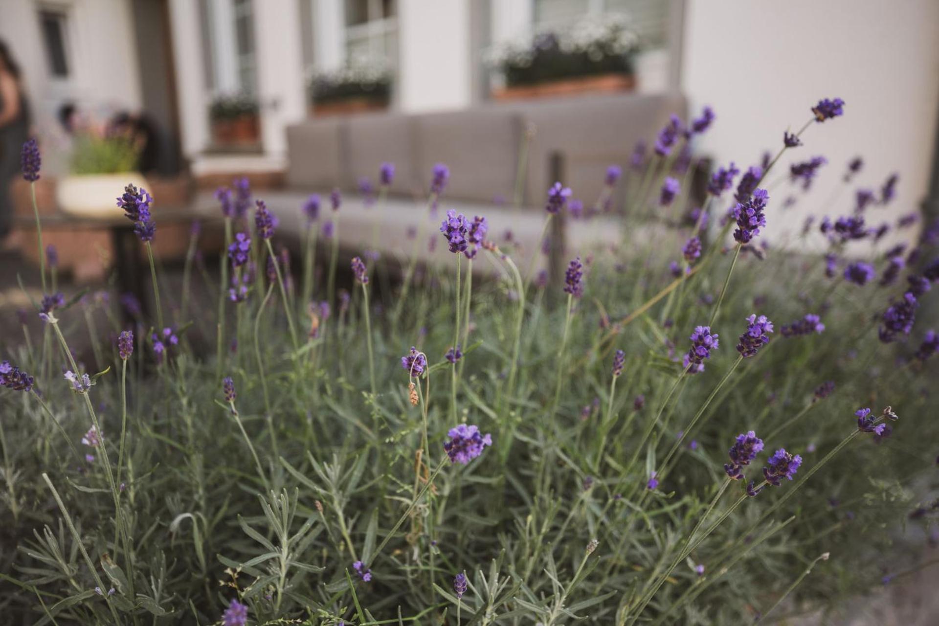 Weingut Gehlen-Cornelius Hotel Brauneberg Bagian luar foto